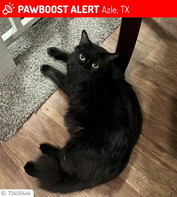 Lost Female Cat last seen Stribling Cir., Gary Dr., Stribling Dr., Azle, TX 76020