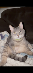 Lost Female Cat last seen 5th ave, Gloversville, NY 12095