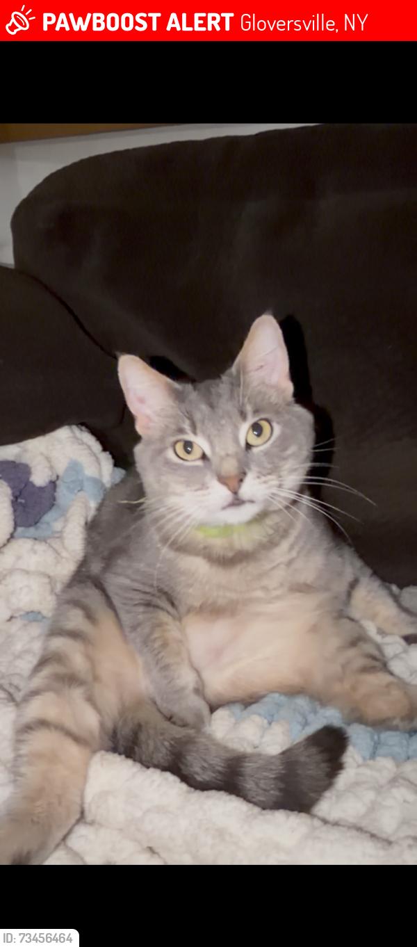 Lost Female Cat last seen 5th ave, Gloversville, NY 12095