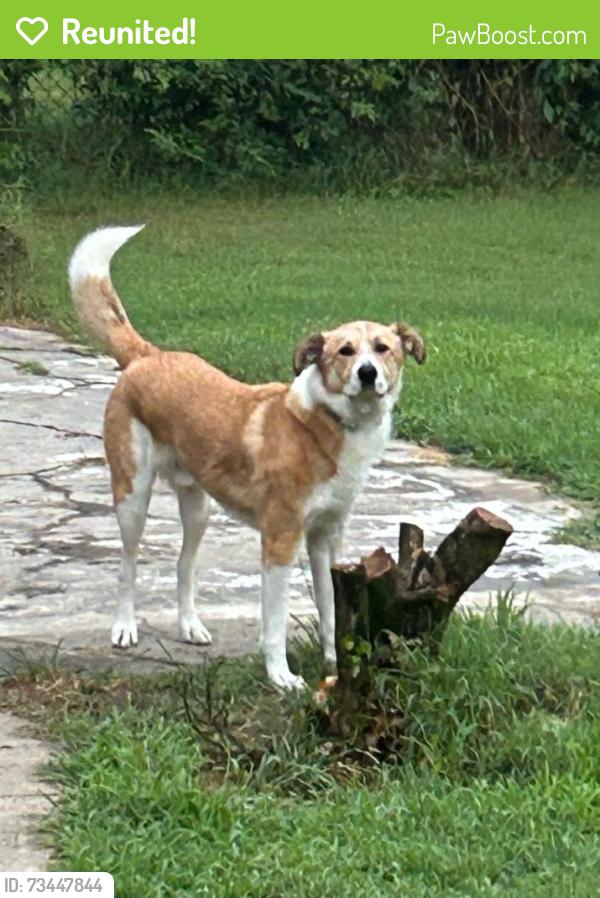 Reunited Male Dog last seen Mayland and Pemberton, Short Pump, VA 23233