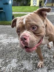 Shelter Stray Male Dog last seen Near BLOCK SW 115 AVE, 3599 NW 79th Ave, Doral, FL 33122, USA