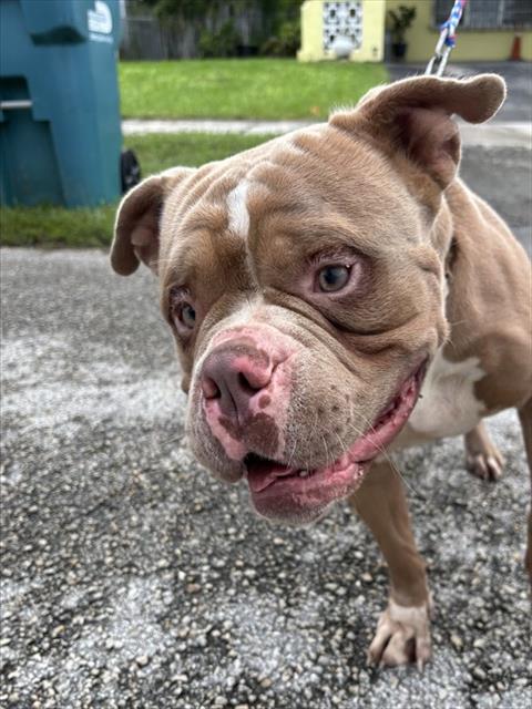 Shelter Stray Male Dog last seen Near BLOCK SW 115 AVE, 3599 NW 79th Ave, Doral, FL 33122, USA