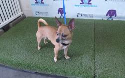 Shelter Stray Male Dog last seen , 2769 Conroy Rd, Orlando, FL 32839, USA