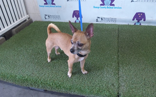 Shelter Stray Male Dog last seen , 2769 Conroy Rd, Orlando, FL 32839, USA