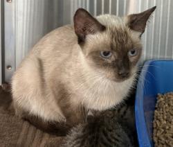 Shelter Stray Female Cat last seen BROADWAY, 8311 Freedom Dr, Pearland, TX 77581, USA