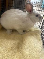 Shelter Stray Male Other last seen , 957 N Gaffey St, San Pedro, CA 90731, USA
