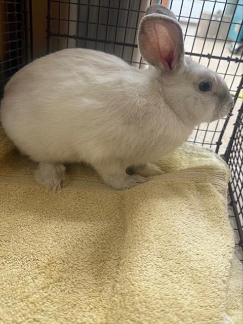 Shelter Stray Male Other last seen , 957 N Gaffey St, San Pedro, CA 90731, USA
