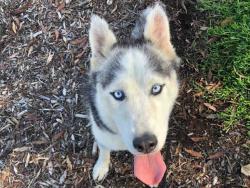 Shelter Stray Female Dog last seen , 2481 Palomar Airport Rd, Carlsbad, CA 92011, USA