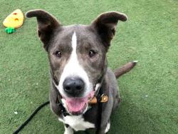 Shelter Stray Male Dog last seen , 2481 Palomar Airport Rd, Carlsbad, CA 92011, USA