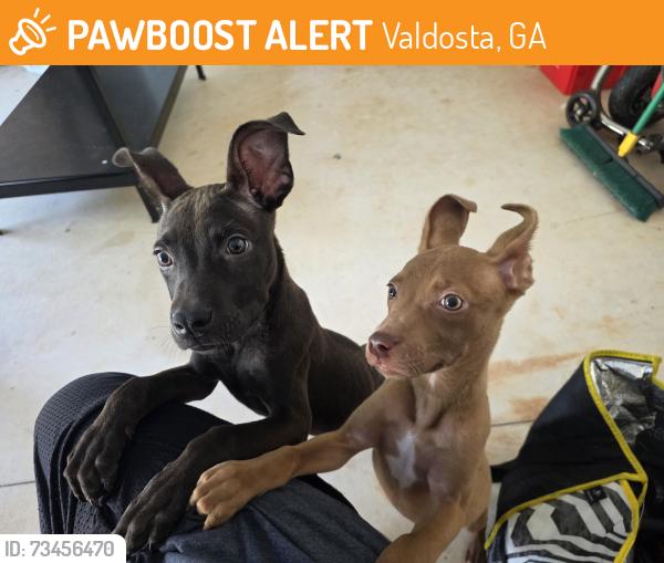Found/Stray Male Dog last seen Cupworks, Valdosta, GA 31605
