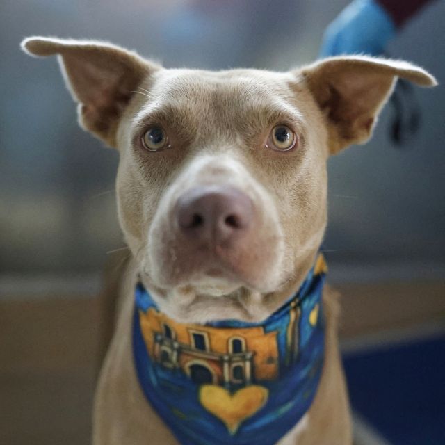Shelter Stray Male Dog last seen Near BLOCK ALBATROSS WAY, 4710 TX-151, San Antonio, TX 78227, USA