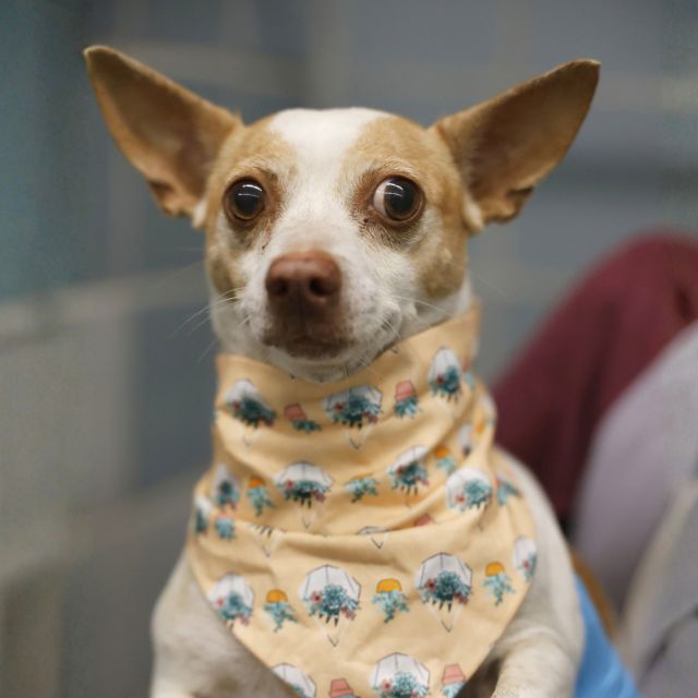 Shelter Stray Female Dog last seen , 4710 TX-151, San Antonio, TX 78227, USA