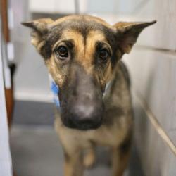 Shelter Stray Female Dog last seen MENEFEE, 4710 TX-151, San Antonio, TX 78227, USA