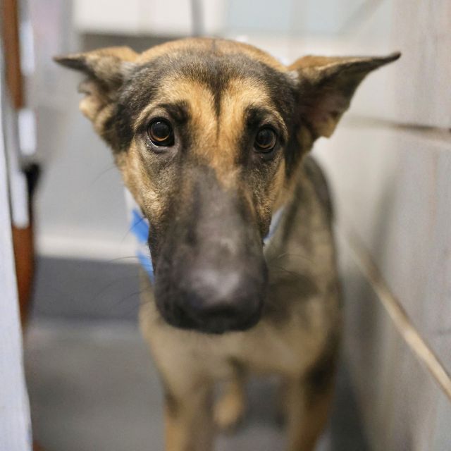 Shelter Stray Female Dog last seen MENEFEE, 4710 TX-151, San Antonio, TX 78227, USA