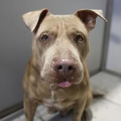 Shelter Stray Male Dog last seen Near BLOCK N FOSTER RD, 4710 TX-151, San Antonio, TX 78227, USA