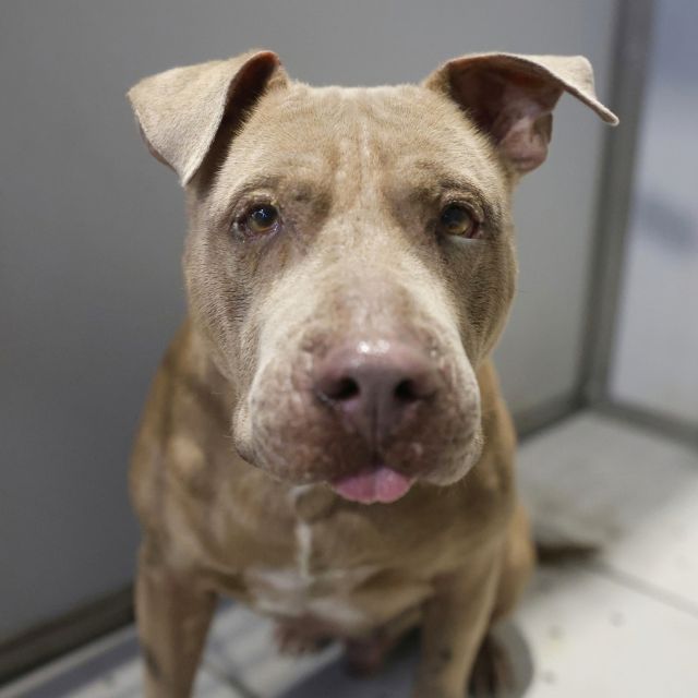 Shelter Stray Male Dog last seen Near BLOCK N FOSTER RD, 4710 TX-151, San Antonio, TX 78227, USA