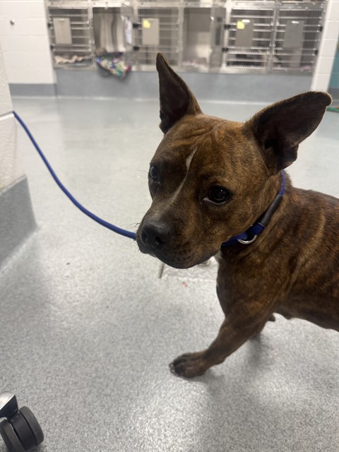 Shelter Stray Female Dog last seen Near, 5001 E Raymond St, Indianapolis, IN 46203, USA