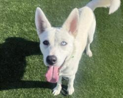 Shelter Stray Male Dog last seen , 3201 Lacy St, Los Angeles, CA 90031, USA