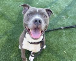 Shelter Stray Male Dog last seen , 3201 Lacy St, Los Angeles, CA 90031, USA