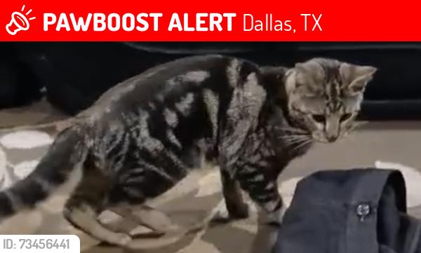 Lost Male Cat last seen Public storage, Dallas, TX 75220