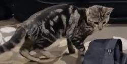 Lost Male Cat last seen Public storage, Dallas, TX 75220