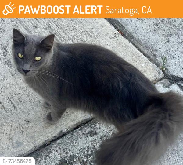 Found/Stray Male Cat last seen McCoy Ave & Villanova Rd, Saratoga, CA 95070