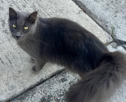 Found/Stray Male Cat last seen McCoy Ave & Villanova Rd, Saratoga, CA 95070
