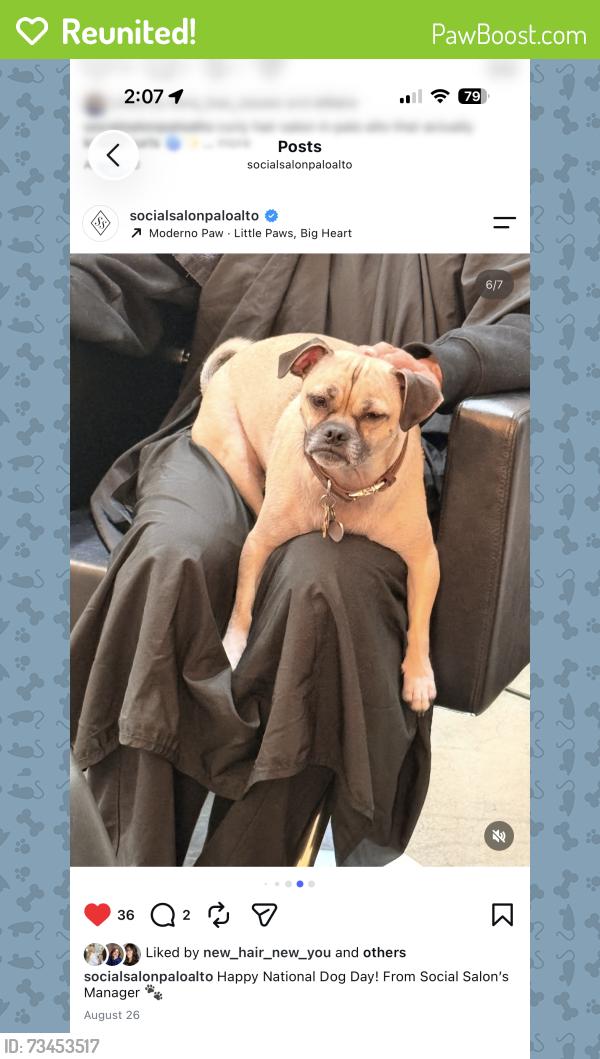 Reunited Male Dog last seen Cambridge Avenue Palo Alto, Palo Alto, CA 94306