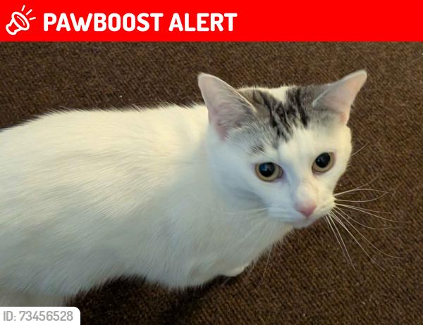 Lost Female Cat last seen 23-21 Altofts Rd (cross street), West Yorkshire, England WF6 2AU