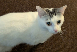 Lost Female Cat last seen 23-21 Altofts Rd (cross street), West Yorkshire, England WF6 2AU
