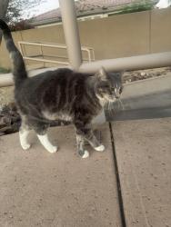 Found/Stray Male Cat last seen Crest and Freemont in Aviano, Phoenix, AZ 85050
