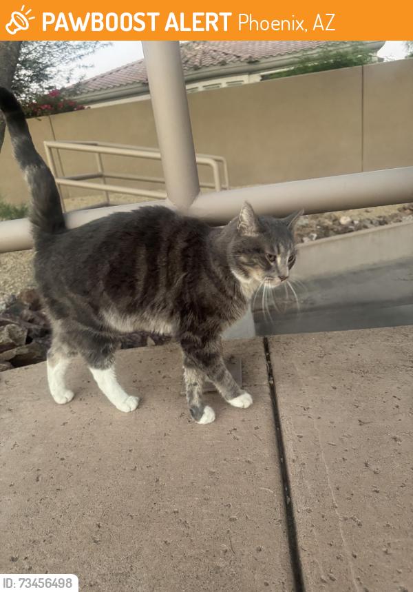 Found/Stray Male Cat last seen Crest and Freemont in Aviano, Phoenix, AZ 85050