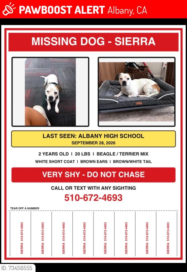 Lost Female Dog last seen Albany High School, Albany, CA 94706