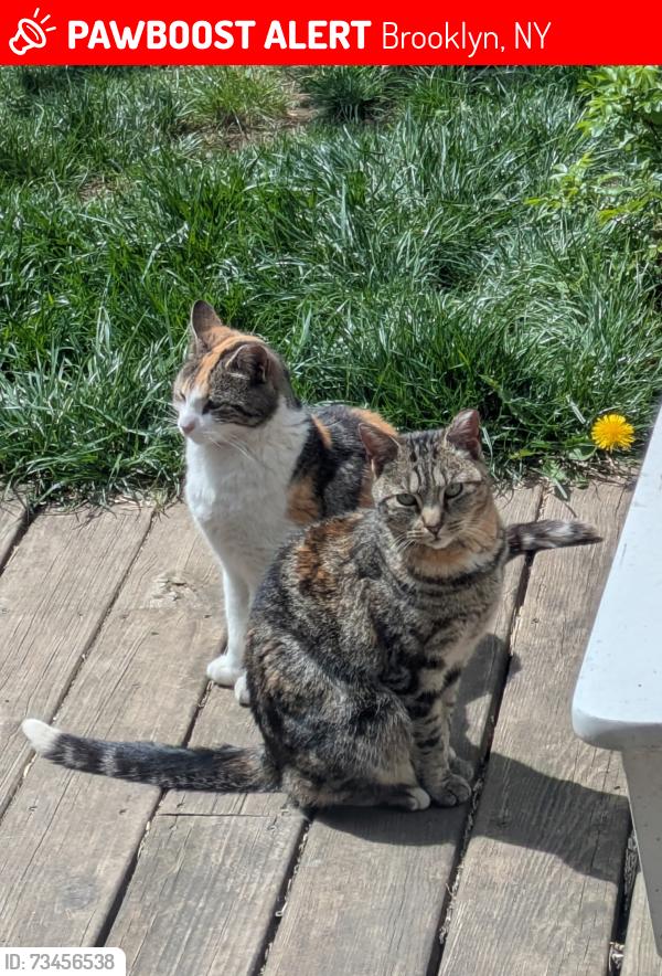 Lost Female Cat last seen Gardens between Utica/Schenectady and Dean/Bergen, Brooklyn, NY 11213