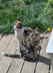 Lost Female Cat last seen Gardens between Utica/Schenectady and Dean/Bergen, Brooklyn, NY 11213