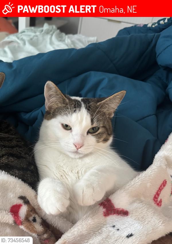 Lost Female Cat last seen N 50th ave & Forest Lawn Ave, Omaha, NE 68104