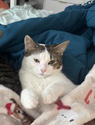 Lost Female Cat last seen N 50th ave & Forest Lawn Ave, Omaha, NE 68104