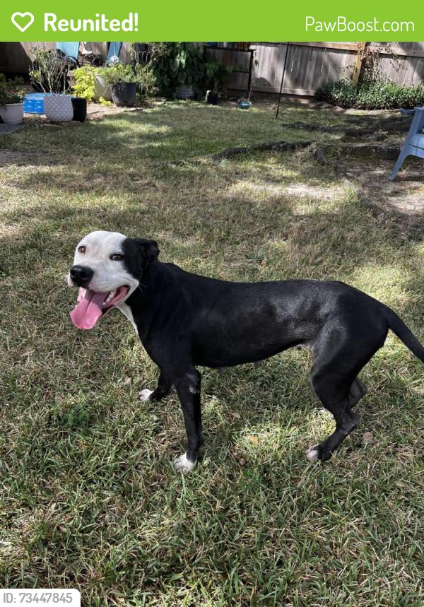 Reunited Female Dog last seen Indian Cypress Dr and Barker Cypress, Houston, TX 77429