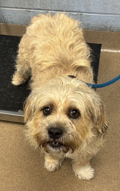 Shelter Stray Male Dog last seen Near Fairington Rd, Stonecrest, GA 30038, 30038, GA, 3280 Chamblee Dunwoody Rd, Chamblee, GA 30341, USA