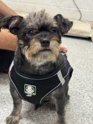 Shelter Stray Male Dog last seen Near Roberts Pl, 21224, MD, 2490 Giles Rd, Baltimore, MD 21225, USA