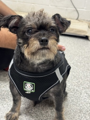 Shelter Stray Male Dog last seen Near Roberts Pl, 21224, MD, 2490 Giles Rd, Baltimore, MD 21225, USA