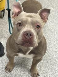Shelter Stray Male Dog last seen Near Pulaski HWY, 21224, MD, 2490 Giles Rd, Baltimore, MD 21225, USA
