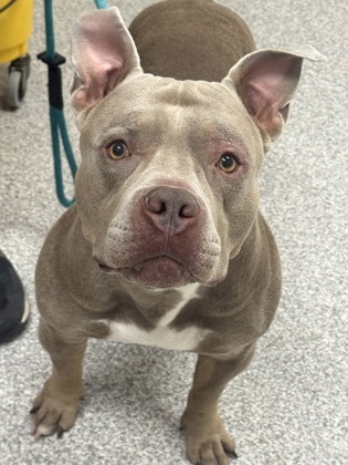 Shelter Stray Male Dog last seen Near Pulaski HWY, 21224, MD, 2490 Giles Rd, Baltimore, MD 21225, USA