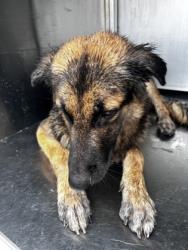 Shelter Stray Female Dog last seen Near TRENTMAN ST, Central District, TX, 355 Hillshire Dr, Haslet, TX 76052, USA