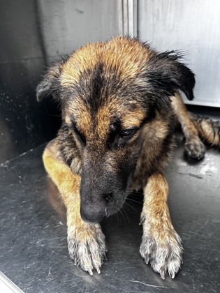 Shelter Stray Female Dog last seen Near TRENTMAN ST, Central District, TX, 355 Hillshire Dr, Haslet, TX 76052, USA