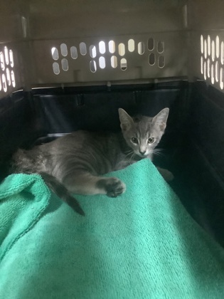 Shelter Stray Female Cat last seen Near CHICAGO AVE, East District, TX, 355 Hillshire Dr, Haslet, TX 76052, USA