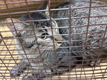 Shelter Stray Unknown Cat last seen Shorewood, Duncanville, TX, 1150 E Pleasant Run Rd, Cedar Hill, TX 75104, USA
