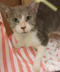 Shelter Stray Male Cat last seen Near 20th Stree, IRC AC, FL, 6230 77th St, Vero Beach, FL 32967, USA