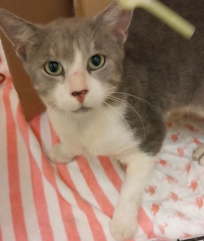 Shelter Stray Male Cat last seen Near 20th Stree, IRC AC, FL, 6230 77th St, Vero Beach, FL 32967, USA