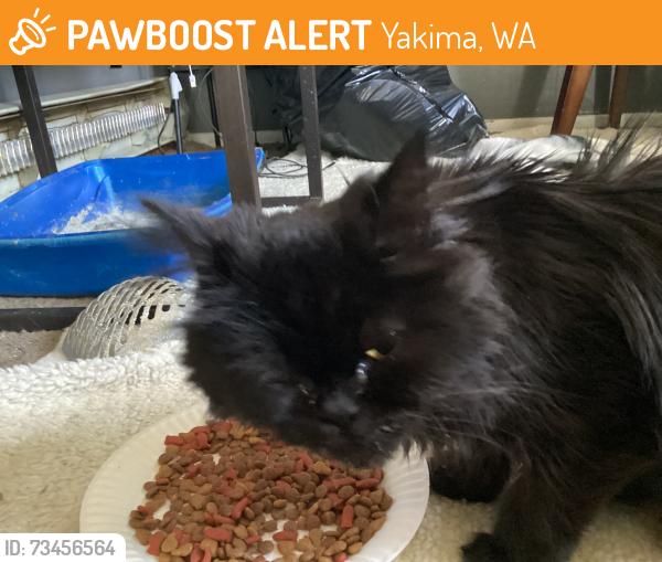 Found/Stray Unknown Cat last seen Out my door, Yakima, WA 98902